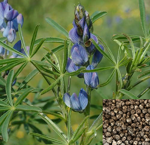 Lupin bleu (500g)